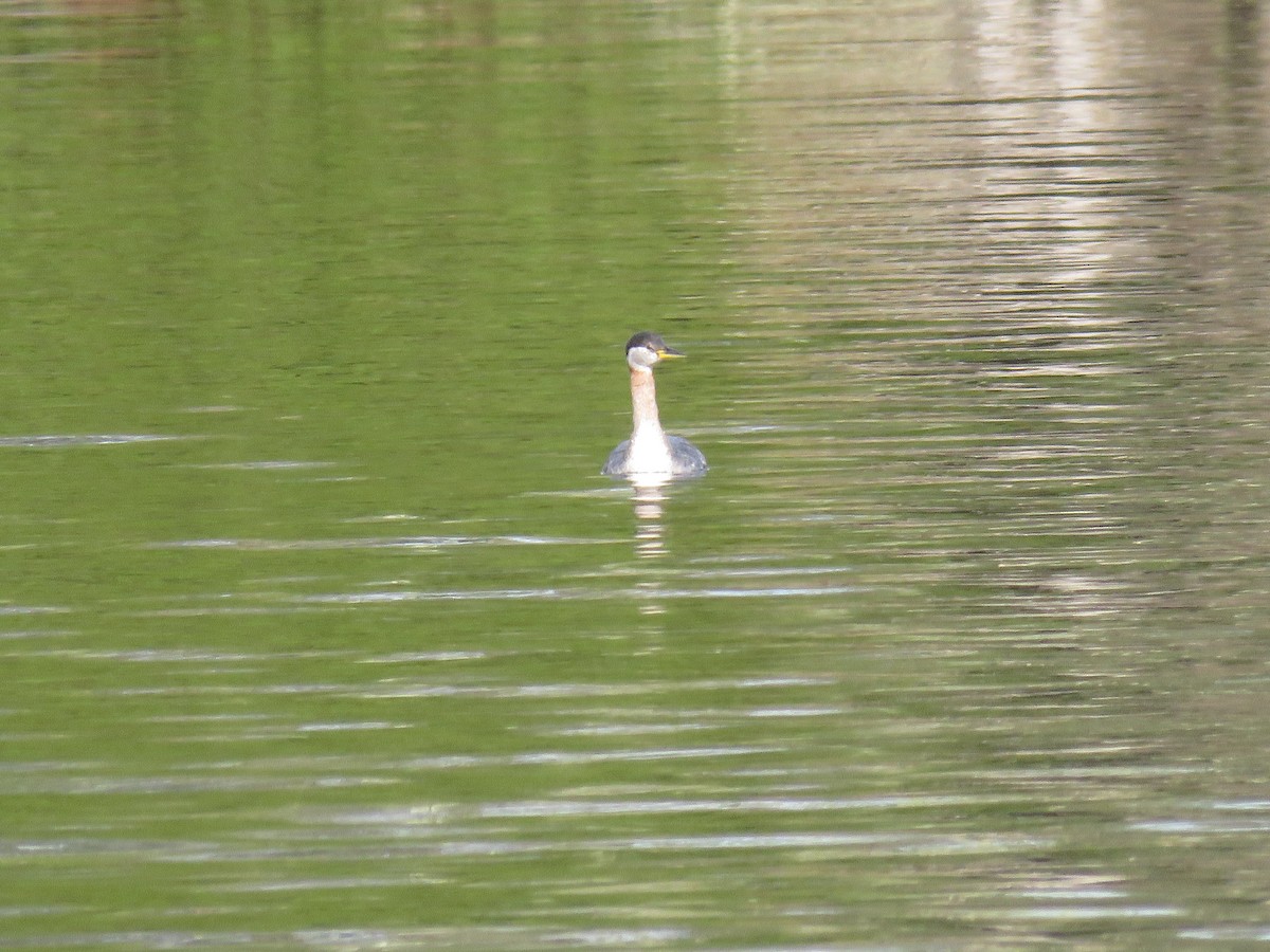 Red-necked Grebe - ML617728829