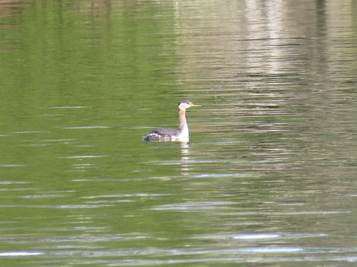 Red-necked Grebe - ML617728830