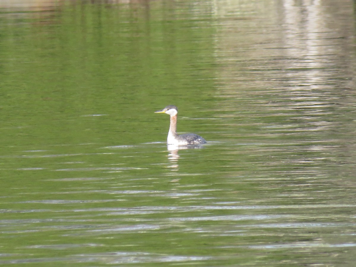 Red-necked Grebe - ML617728831