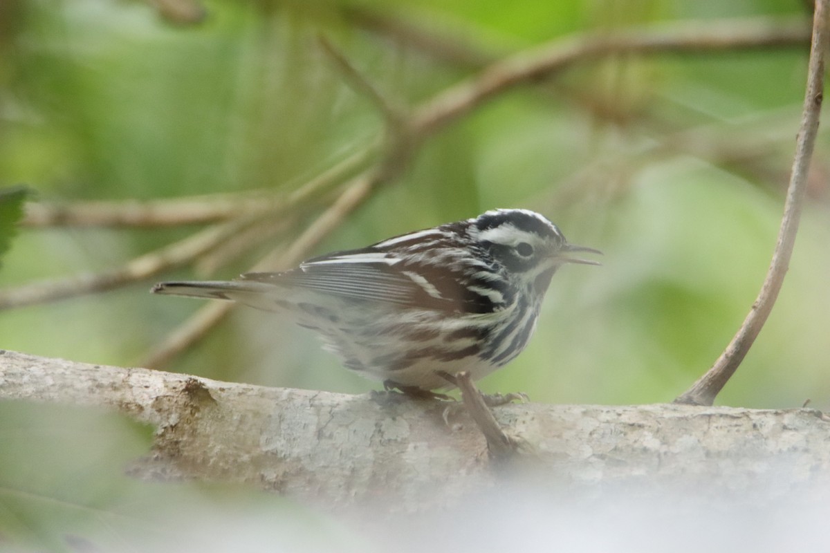 Black-and-white Warbler - ML617728847