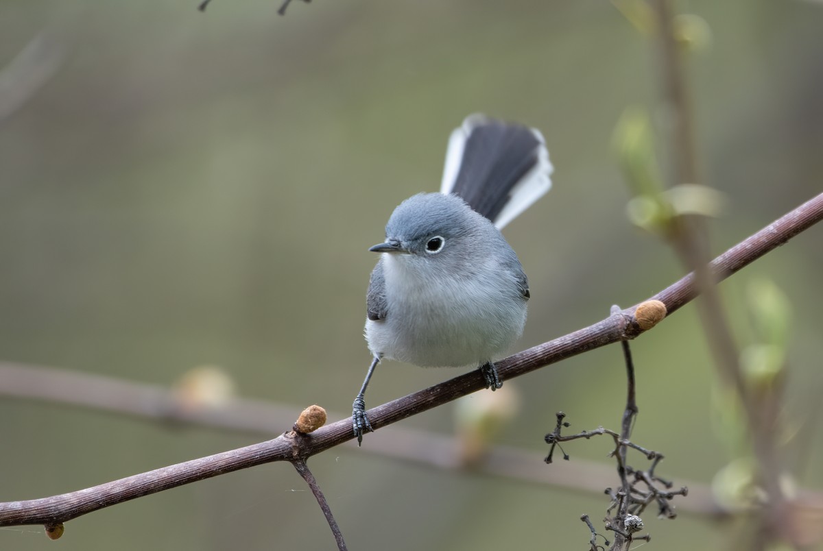 Gobemoucheron gris-bleu - ML617728853