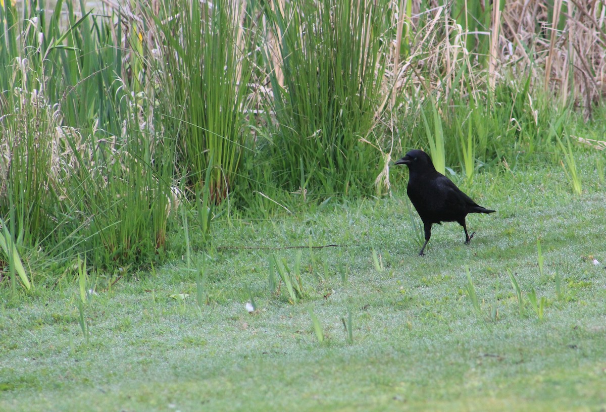American Crow - Savannah Messinger (Sexton)