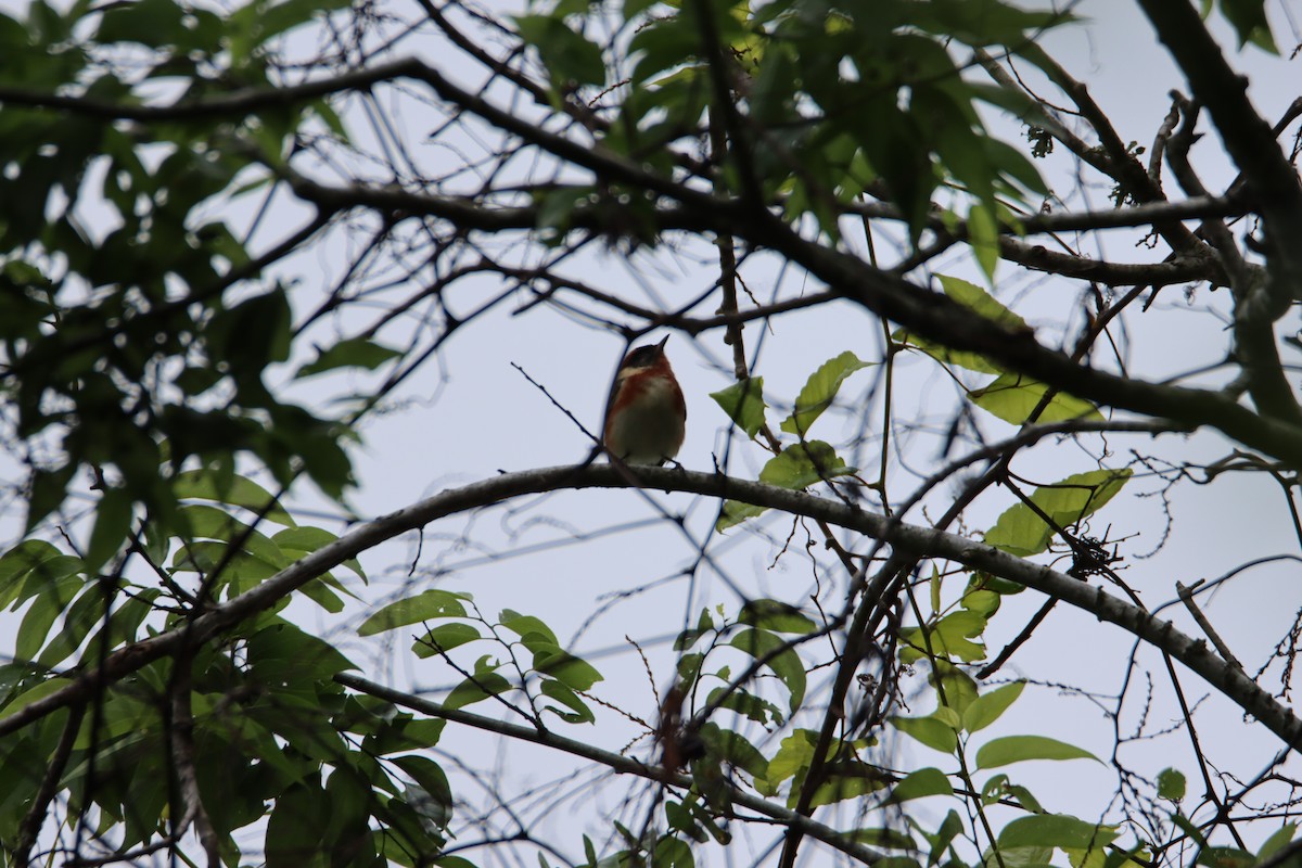 Bay-breasted Warbler - ML617728874