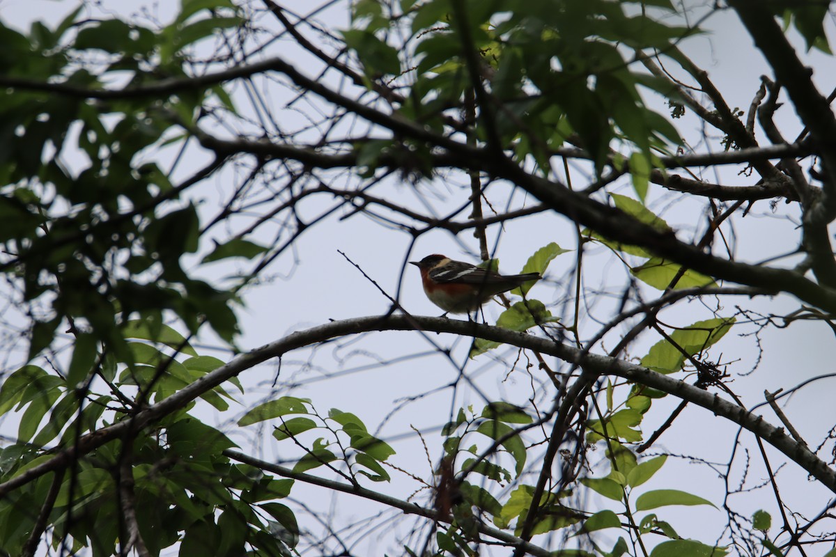 Bay-breasted Warbler - ML617728875