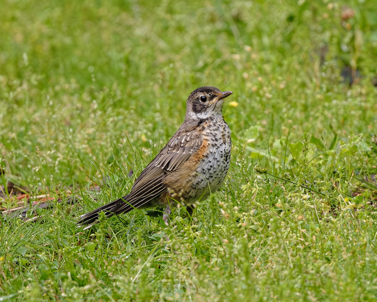 American Robin - ML617728883