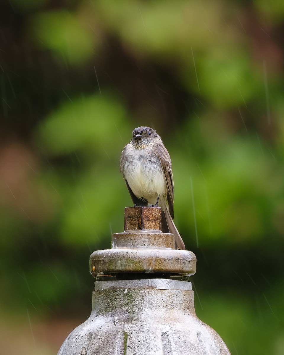 Eastern Phoebe - ML617728897