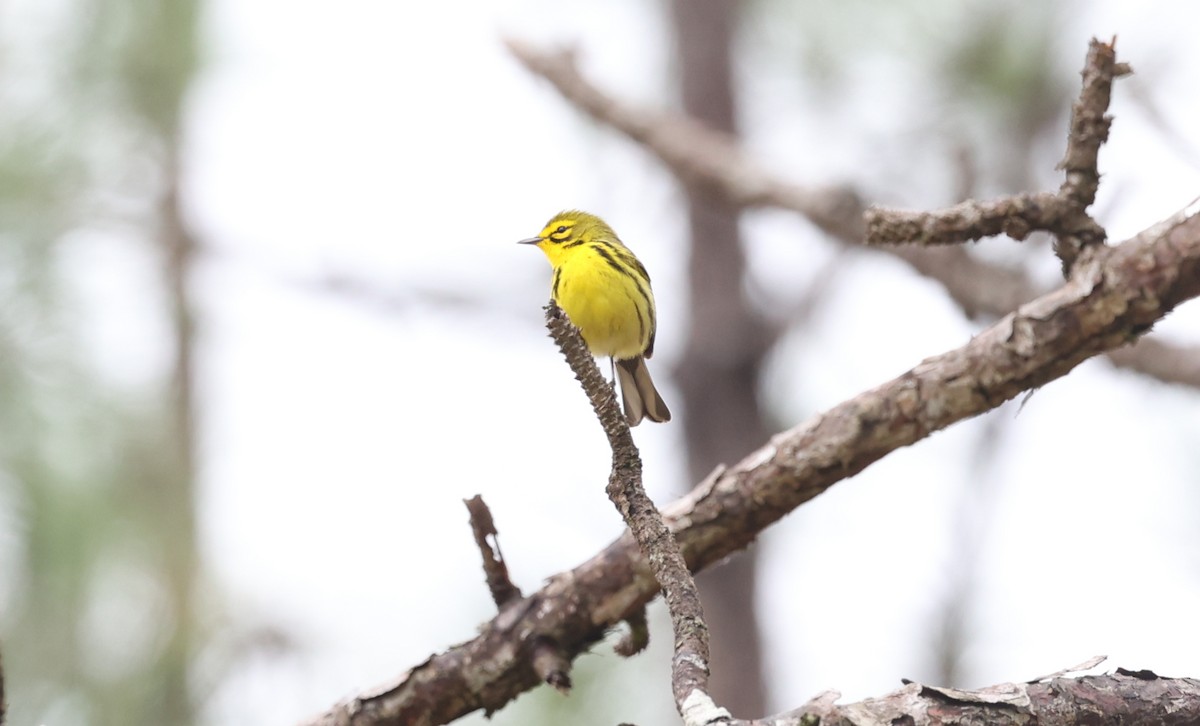 Prairie Warbler - Jill Falasco