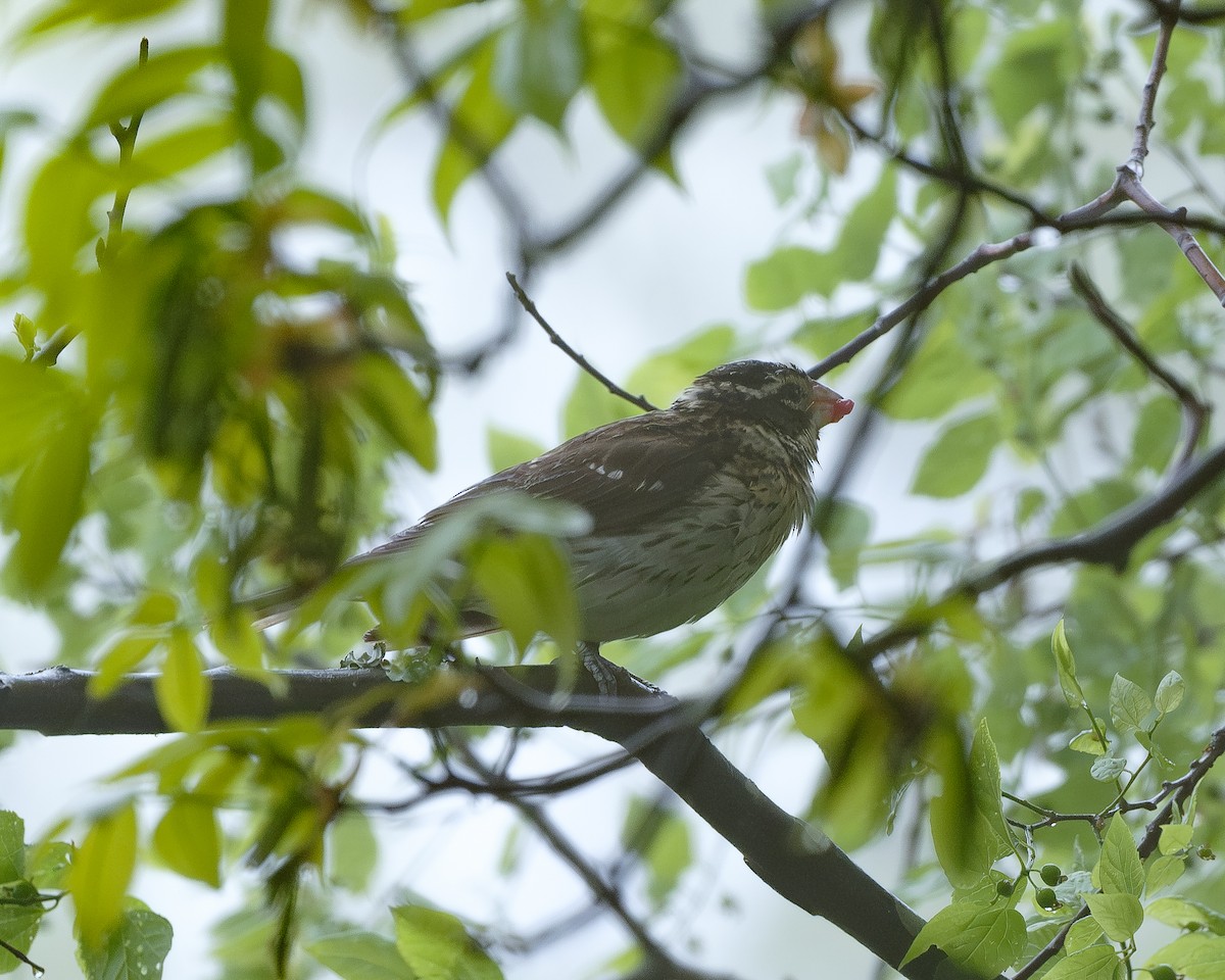 Rose-breasted Grosbeak - ML617728918