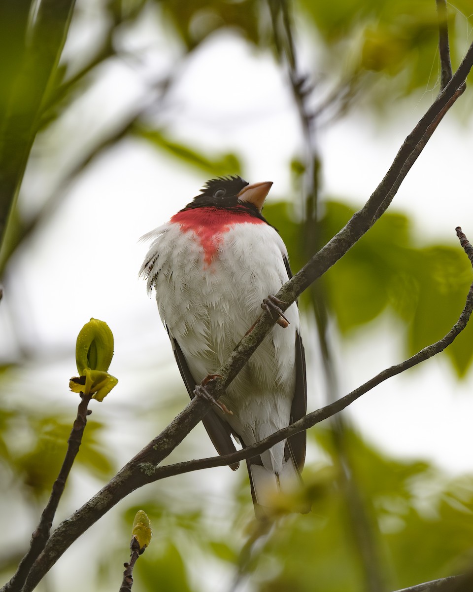 Rose-breasted Grosbeak - ML617728919