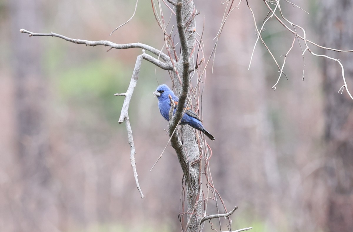 Blue Grosbeak - ML617728924