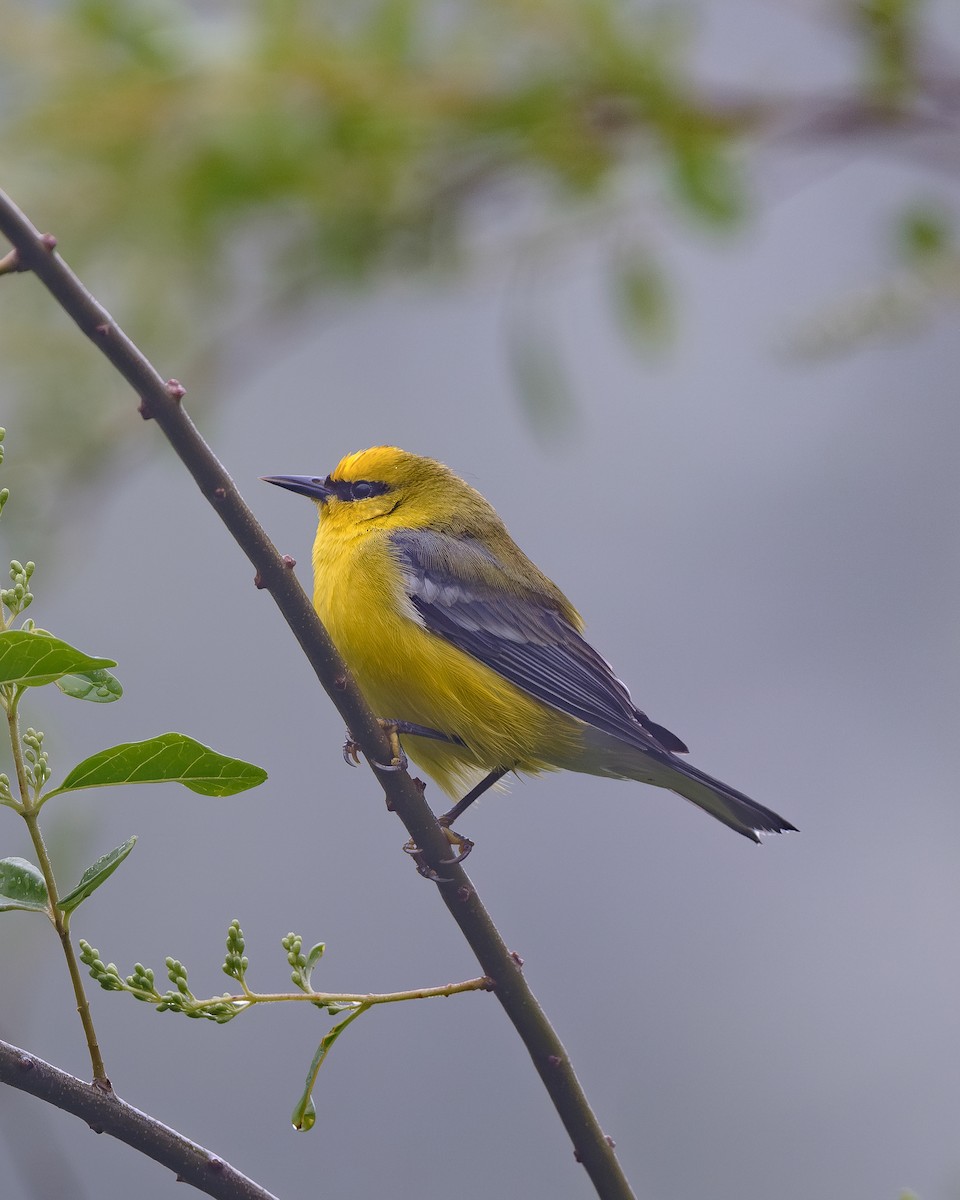 Blue-winged Warbler - ML617728928