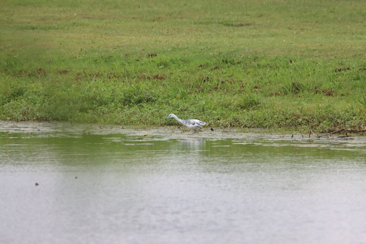 Little Blue Heron - ML617728933