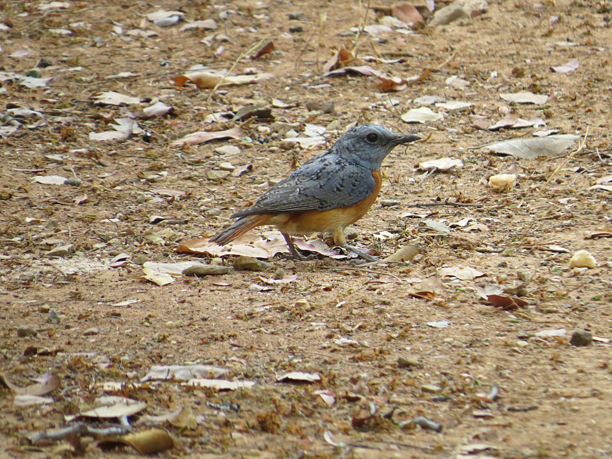 Miombo Rock-Thrush - ML617728968