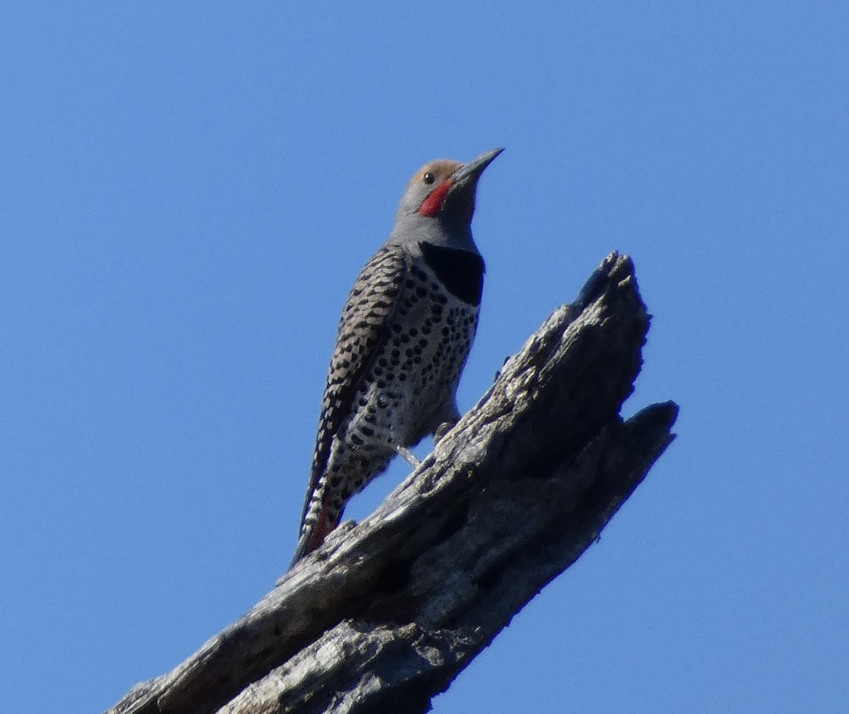 Northern Flicker - Rob Selleck