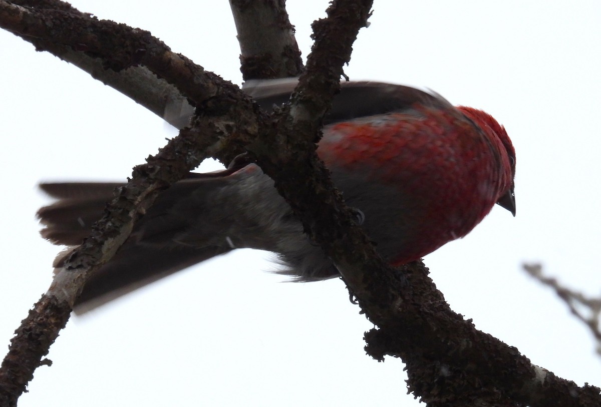 Pine Grosbeak - Morten Winther Dahl