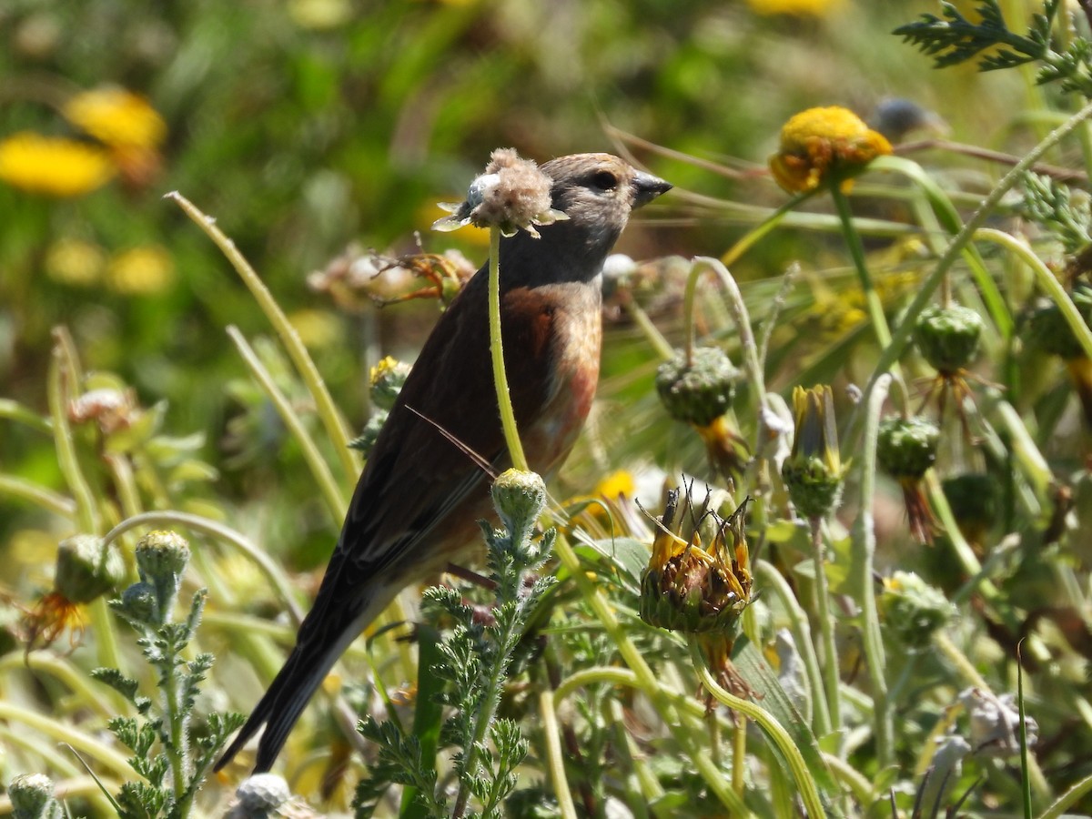 Eurasian Linnet - Scott Fox