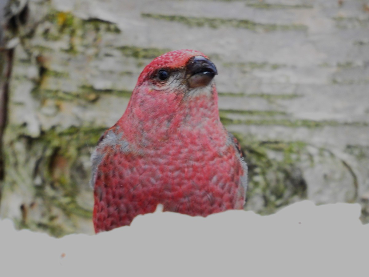 Pine Grosbeak - ML617729036