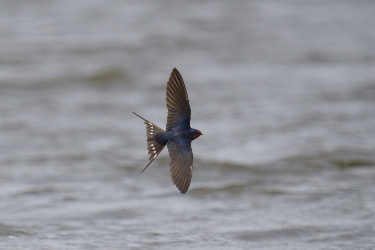 Barn Swallow - ML617729048