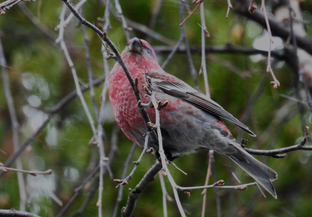 Pine Grosbeak - ML617729058