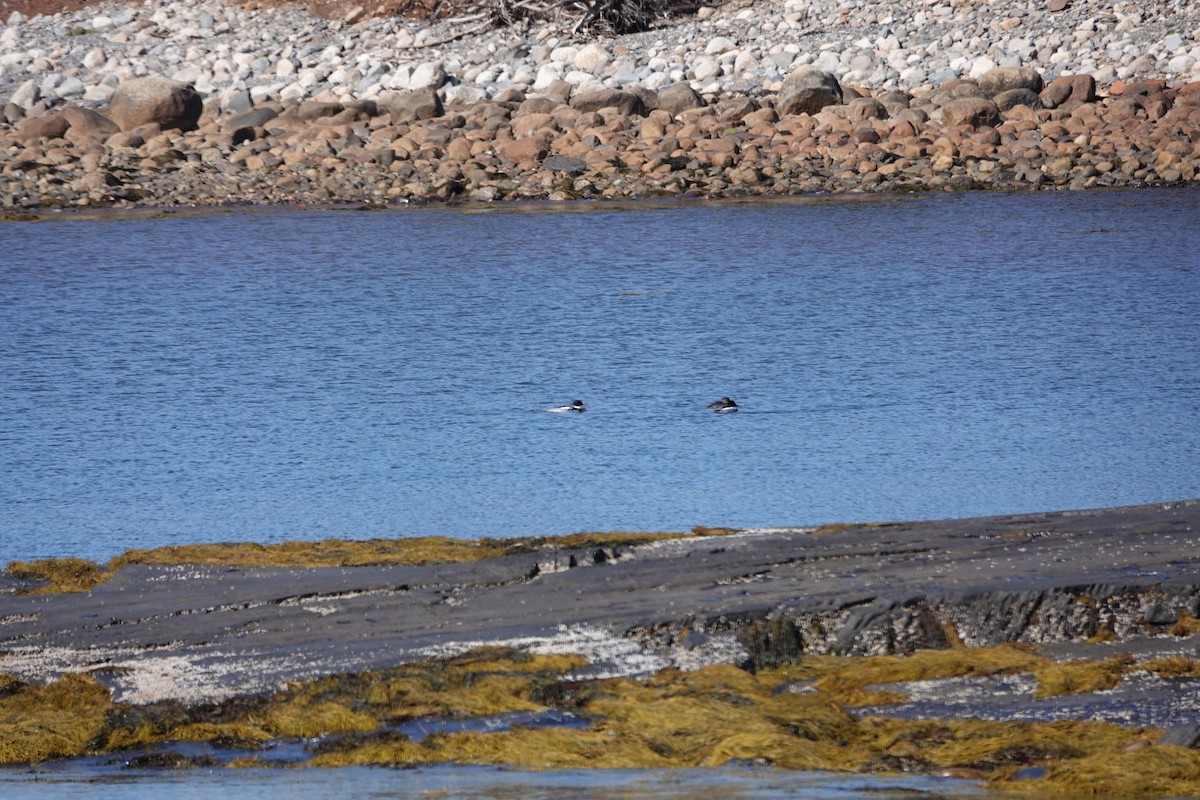 Red-breasted Merganser - ML617729077