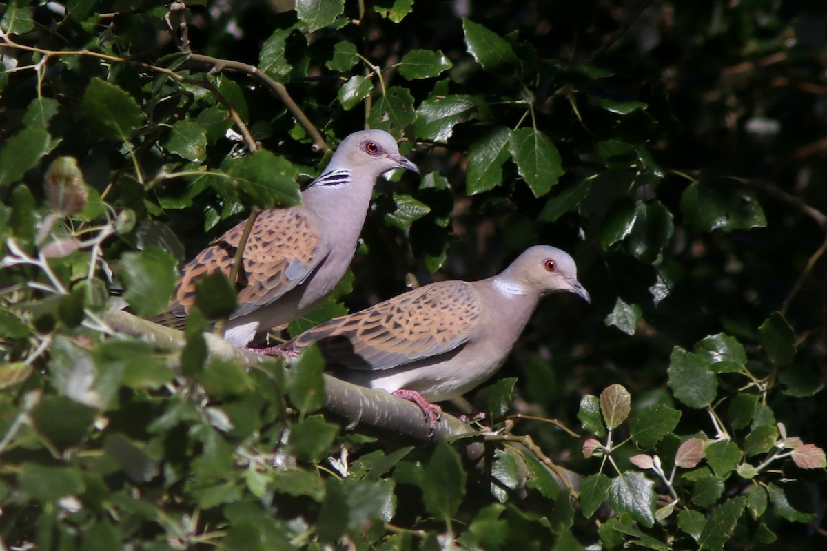 European Turtle-Dove - ML617729082