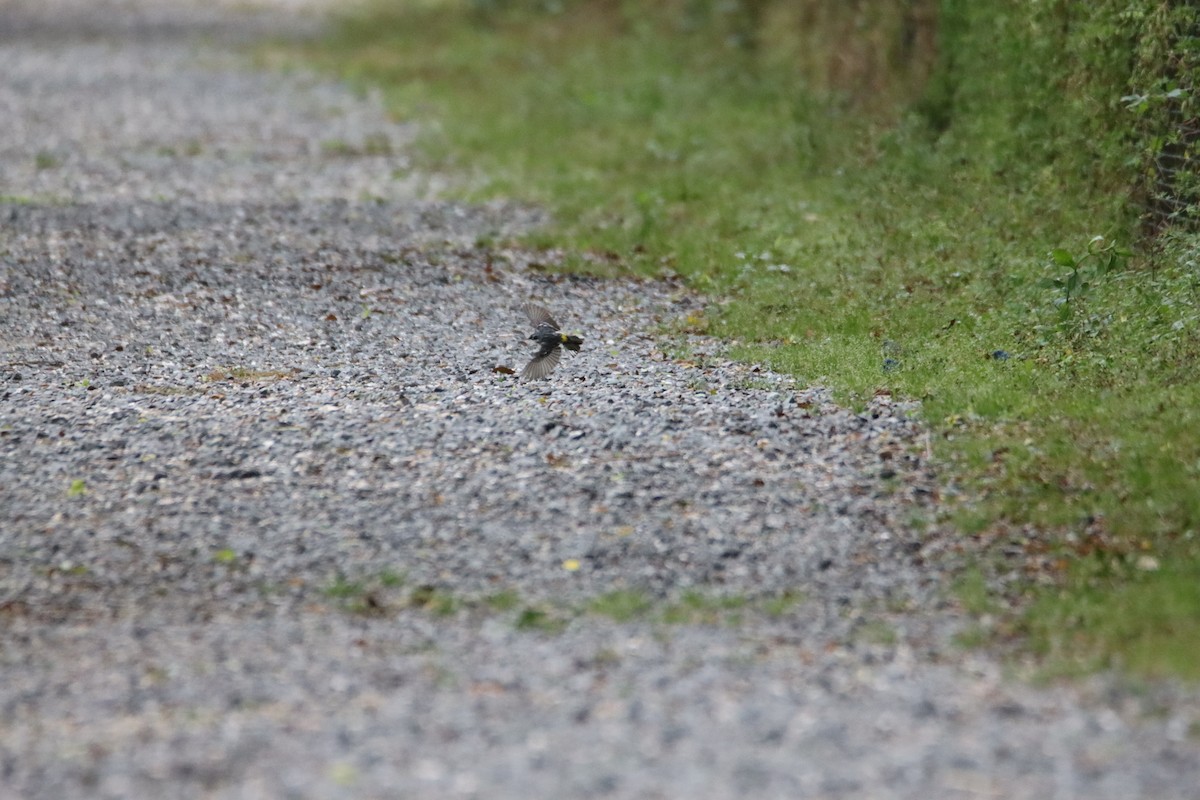 Yellow-rumped Warbler - ML617729132