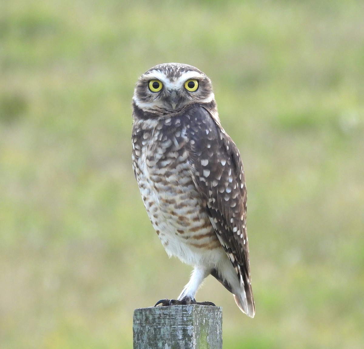 Burrowing Owl - Gustavo Ribeiro