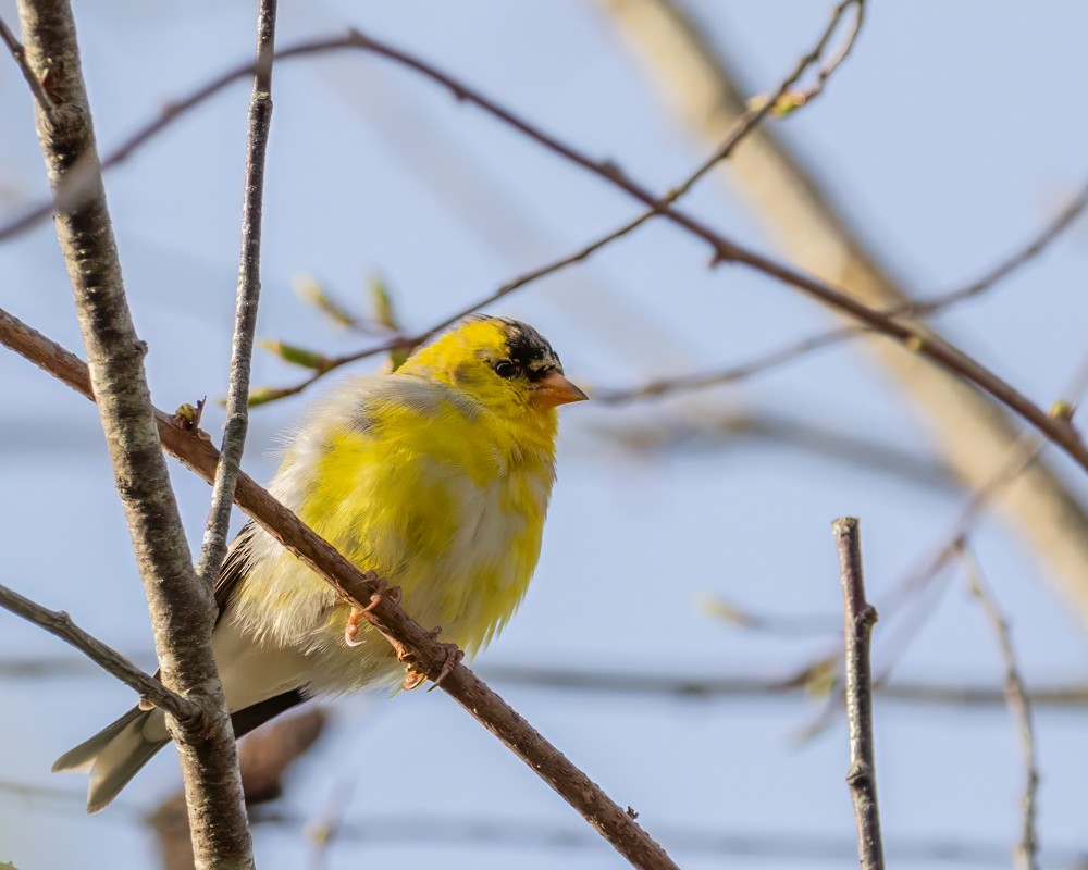 Chardonneret jaune - ML617729165