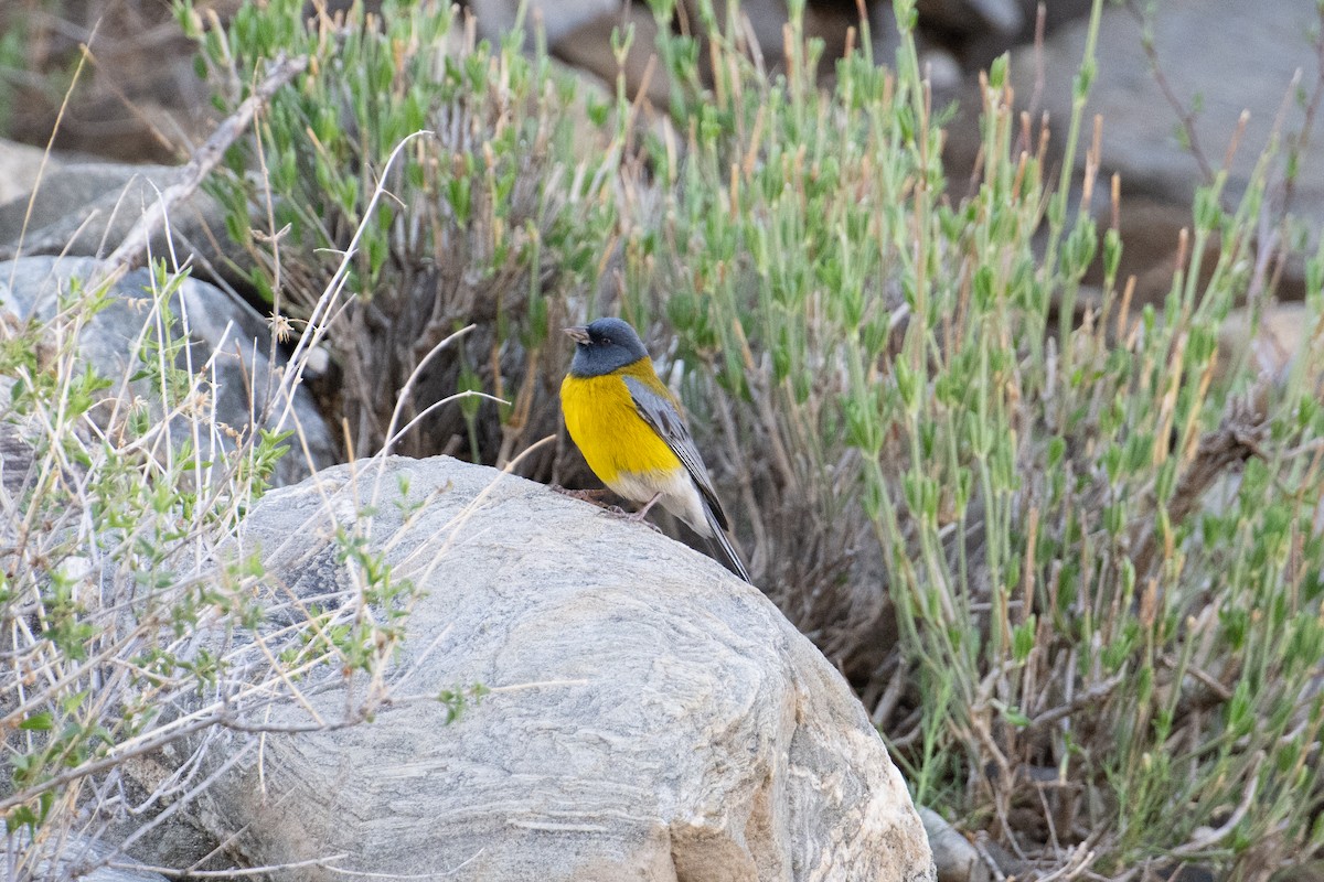 Gray-hooded Sierra Finch - John C. Mittermeier