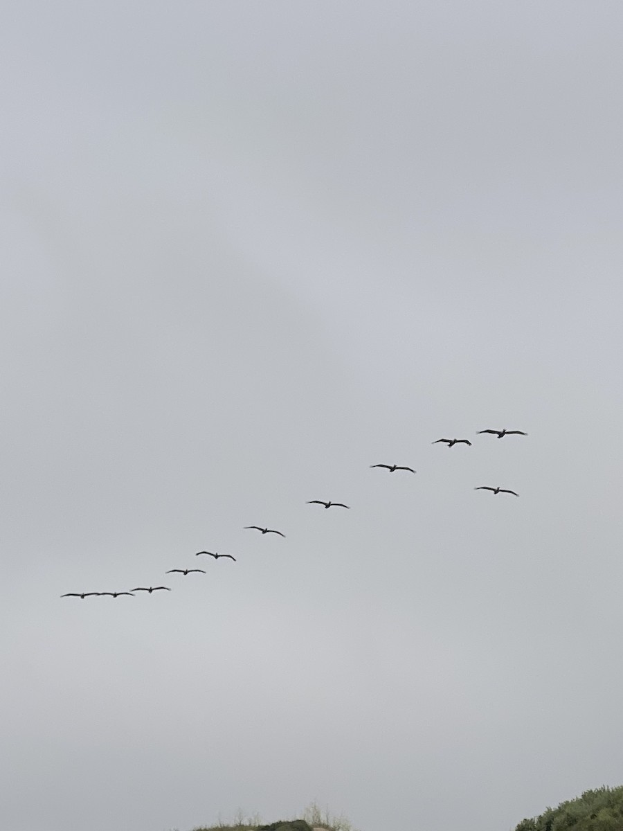 Brown Pelican - Rafael Guzman