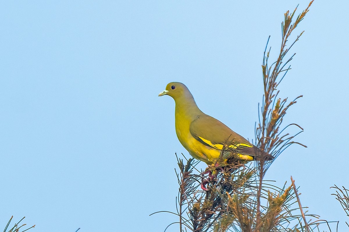 Orange-breasted Green-Pigeon - Rajkumar Das