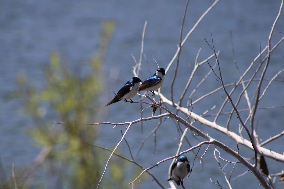 Golondrina Bicolor - ML617729257