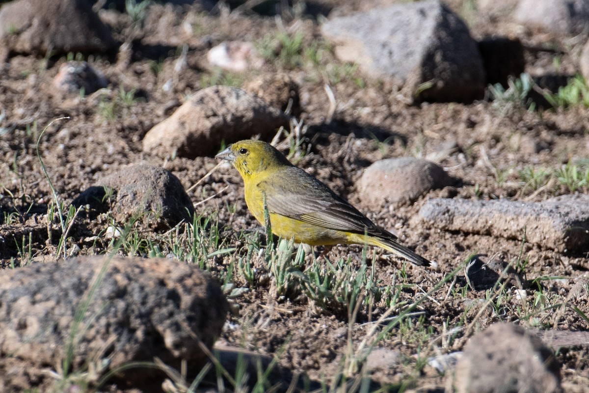 Greenish Yellow-Finch - John C. Mittermeier