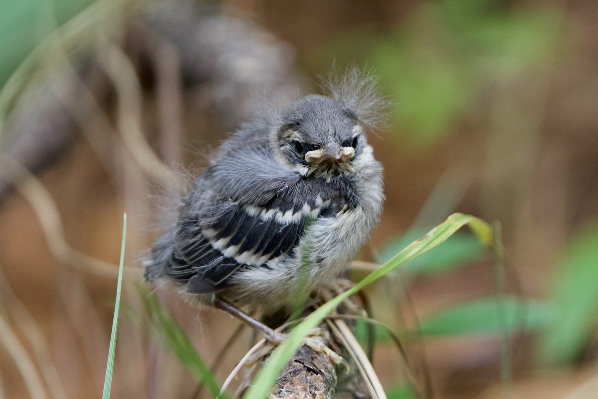 Yellow-throated Warbler - Jeff Graham