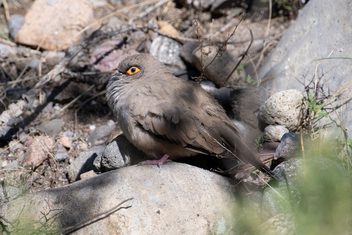 Bare-eyed Ground Dove - ML617729322