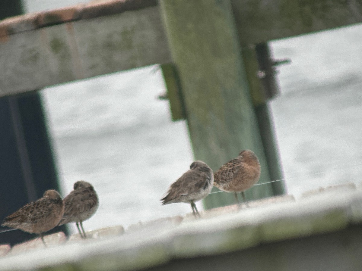 Short-billed Dowitcher - ML617729324