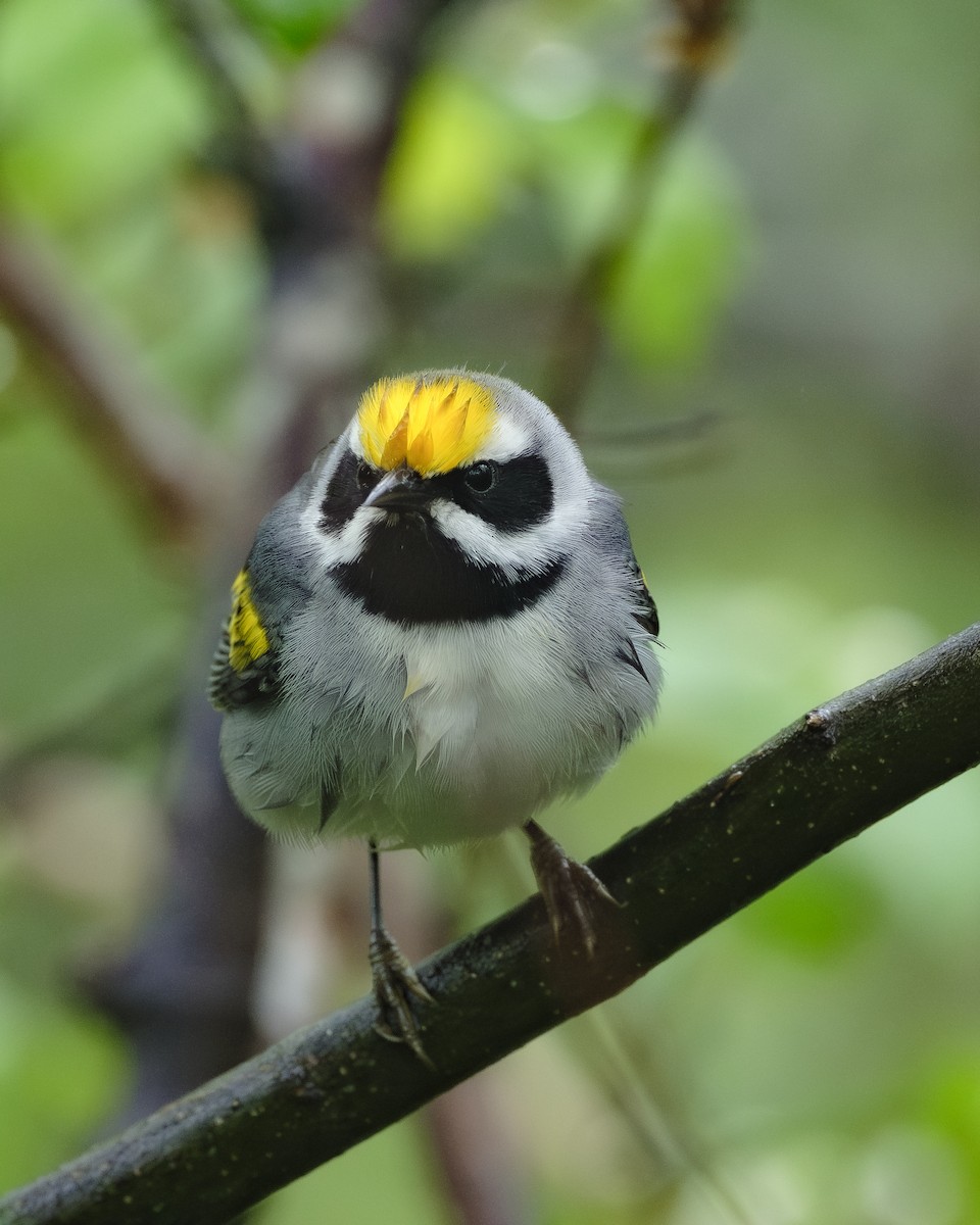 Golden-winged Warbler - ML617729343