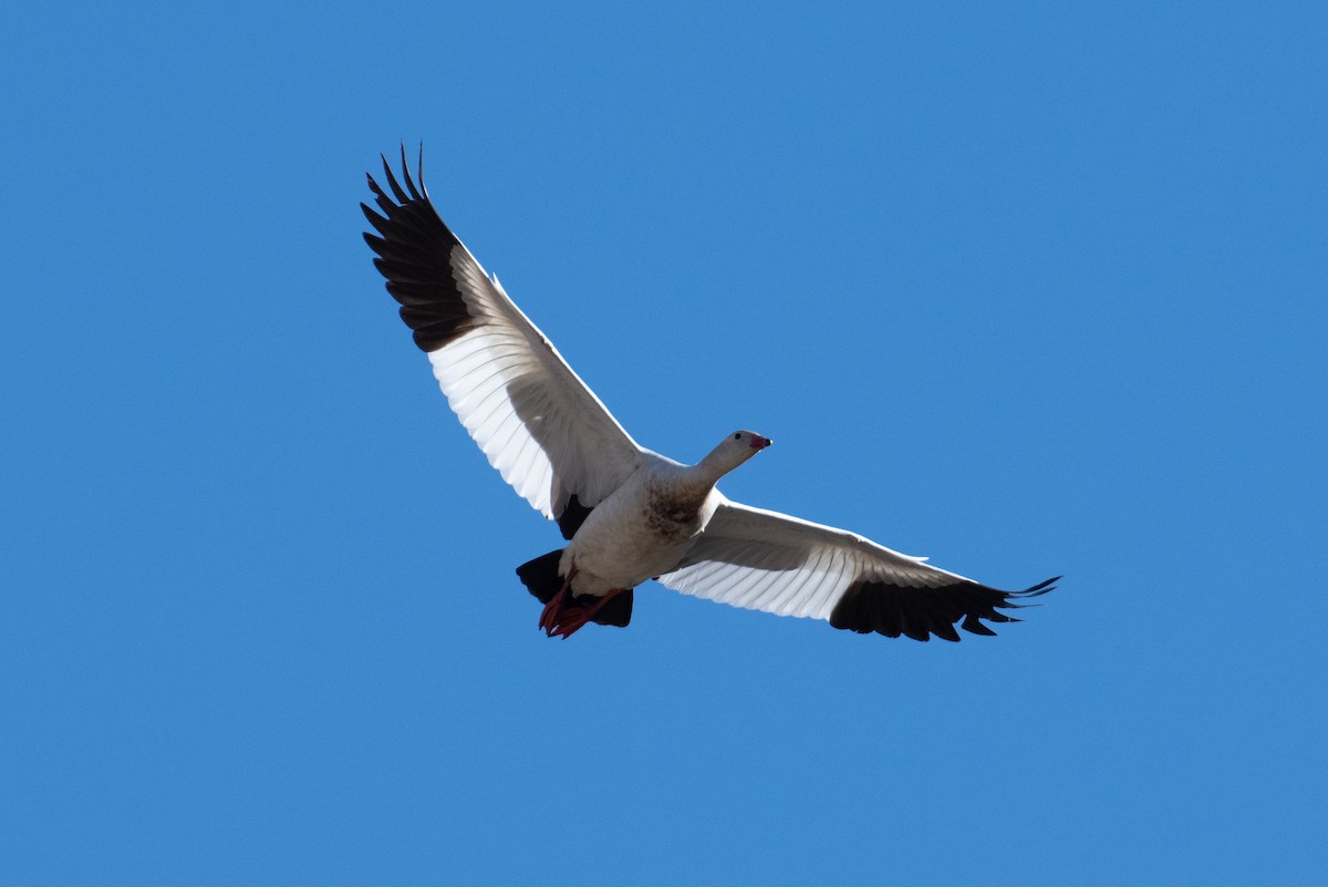 Andean Goose - ML617729352