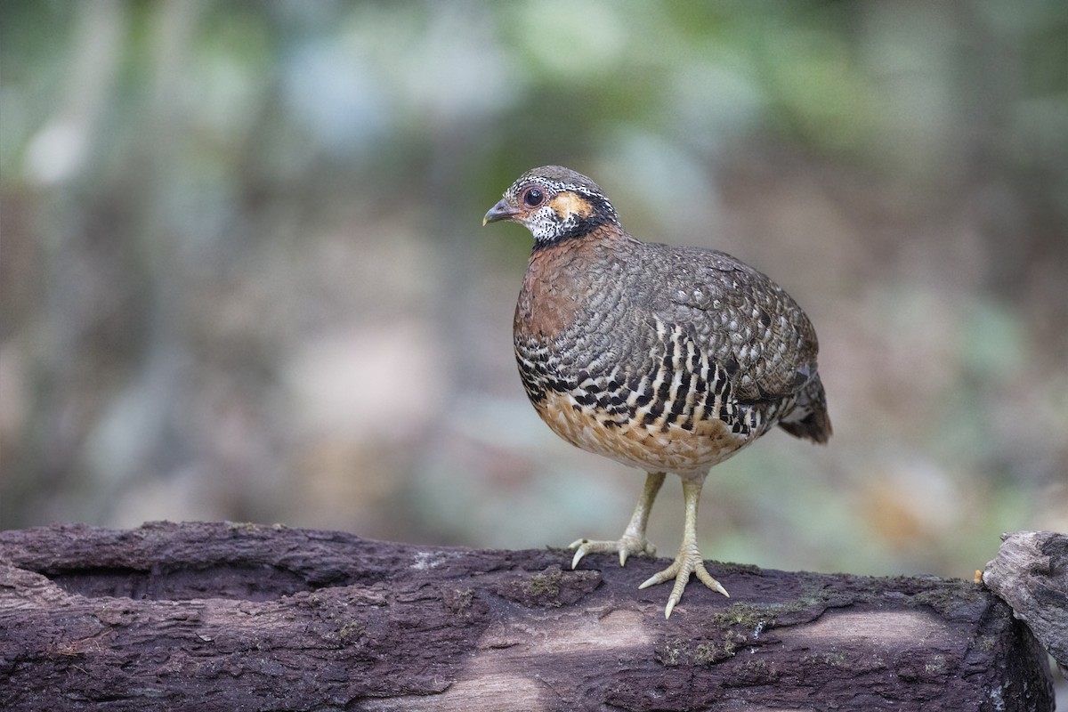 Chestnut-necklaced Partridge - ML617729370