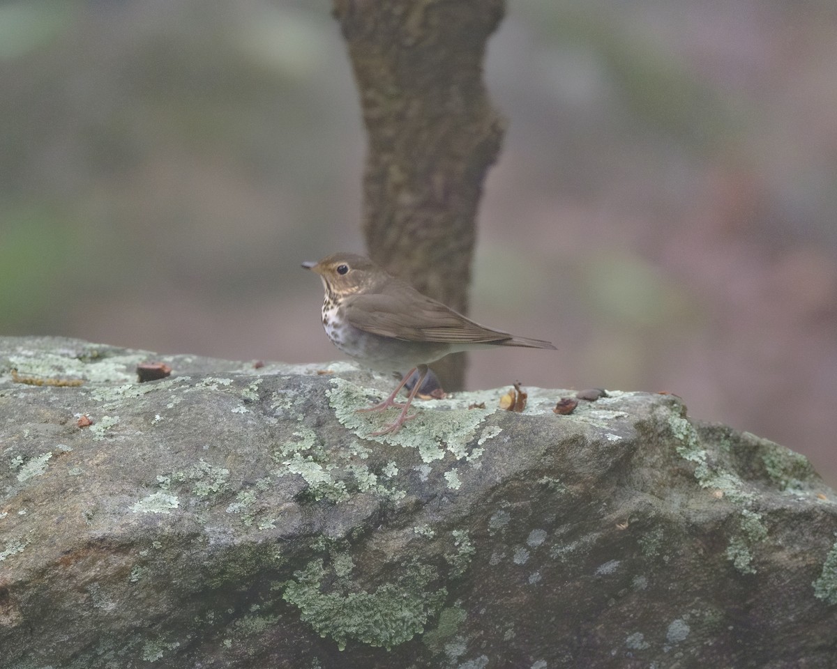 Swainson's Thrush - ML617729376