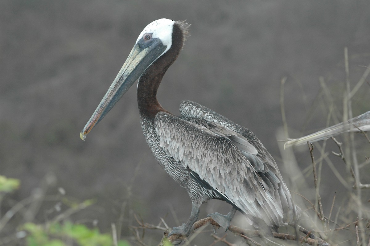 Brown Pelican - ML617729378