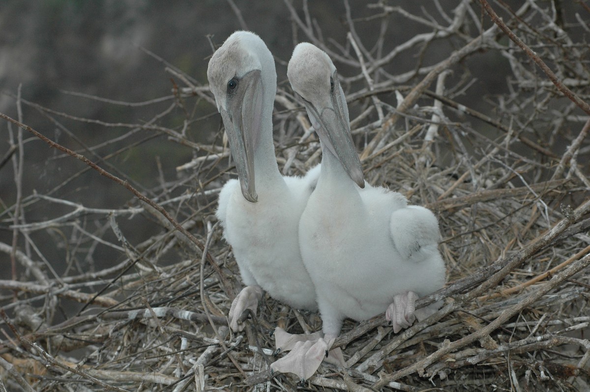 Brown Pelican - ML617729379