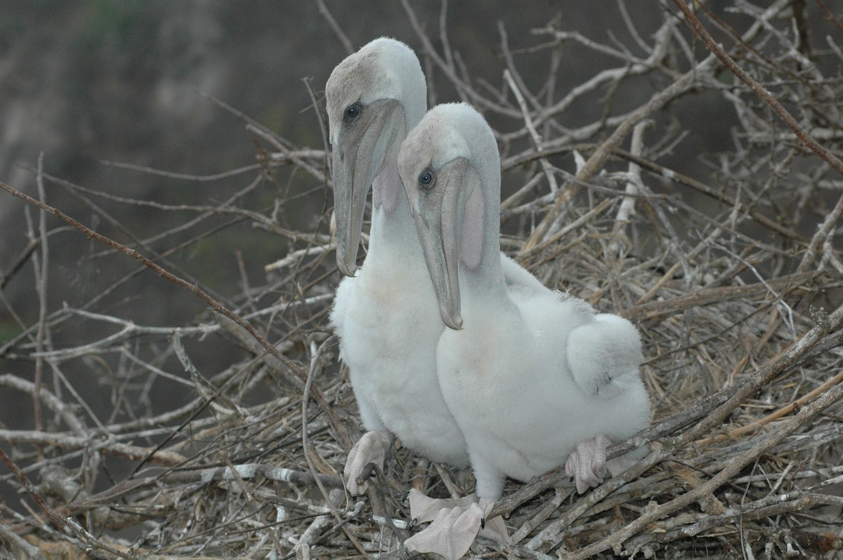 Brown Pelican - ML617729380