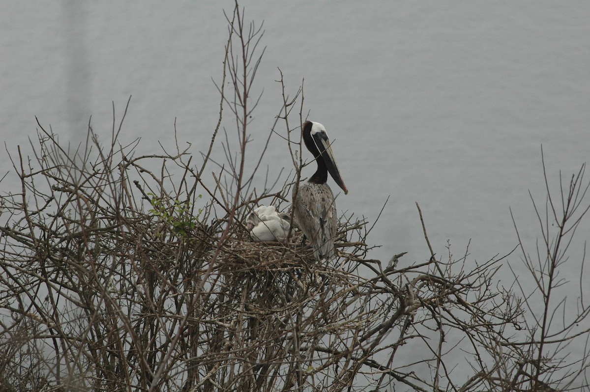 Brown Pelican - ML617729384