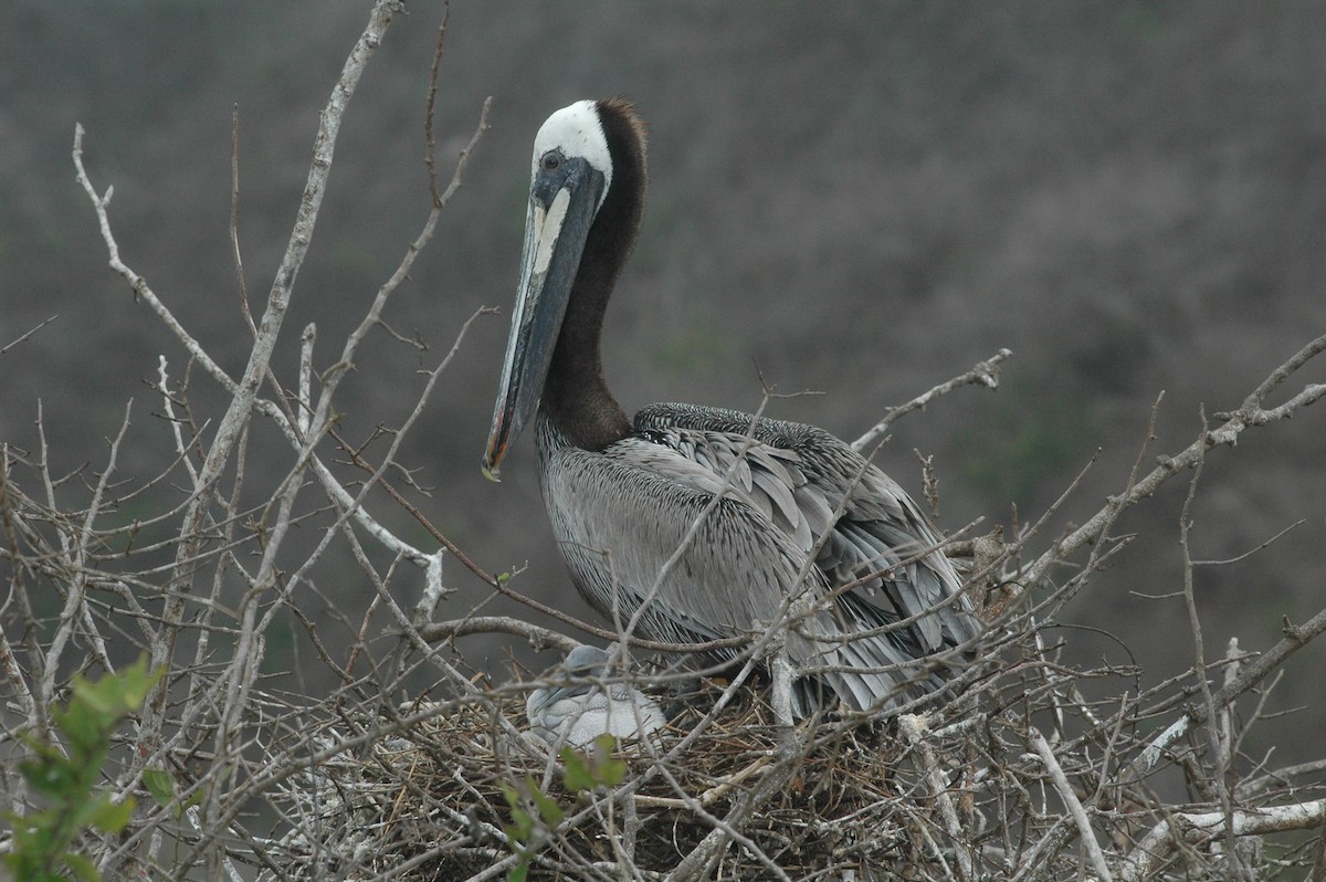 Brown Pelican - ML617729385