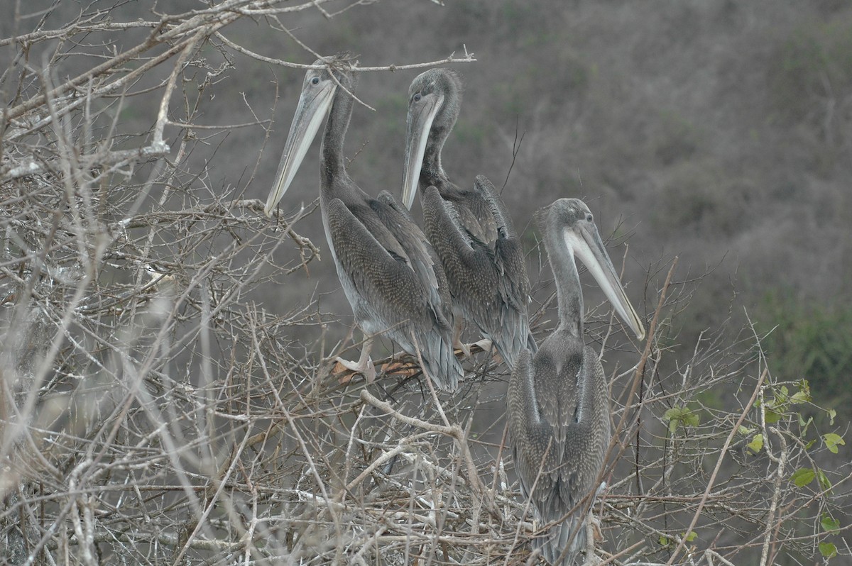 Brown Pelican - ML617729387