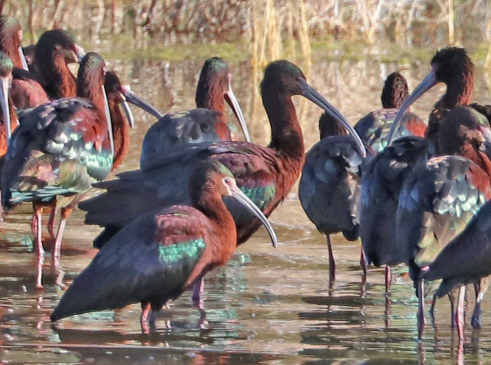 Glossy x White-faced Ibis (hybrid) - ML617729391