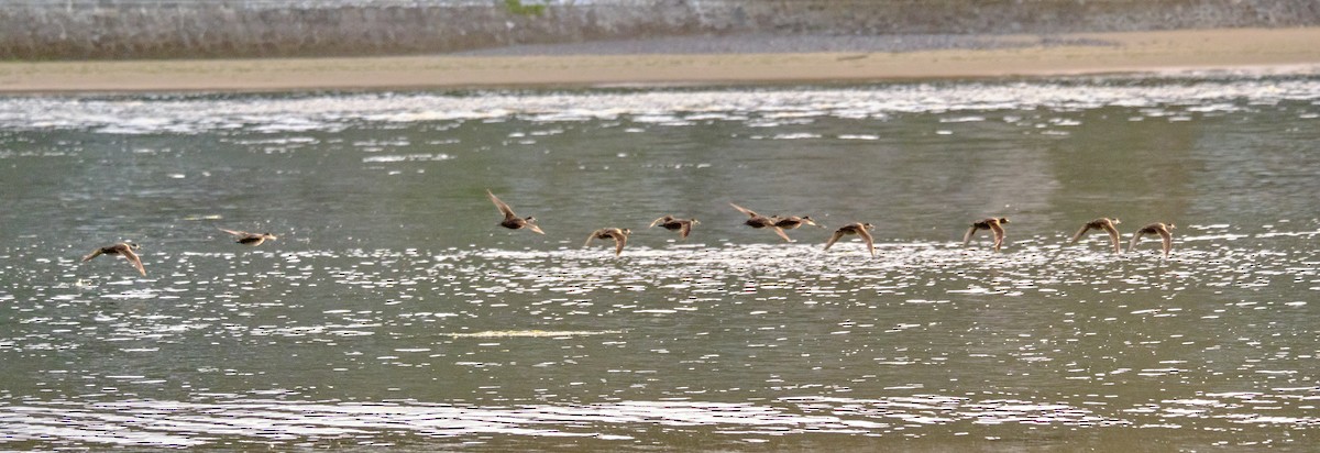 Common Scoter - ML617729445