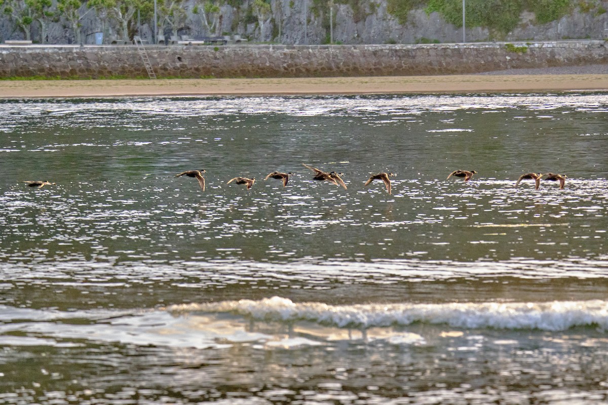 Common Scoter - ML617729447