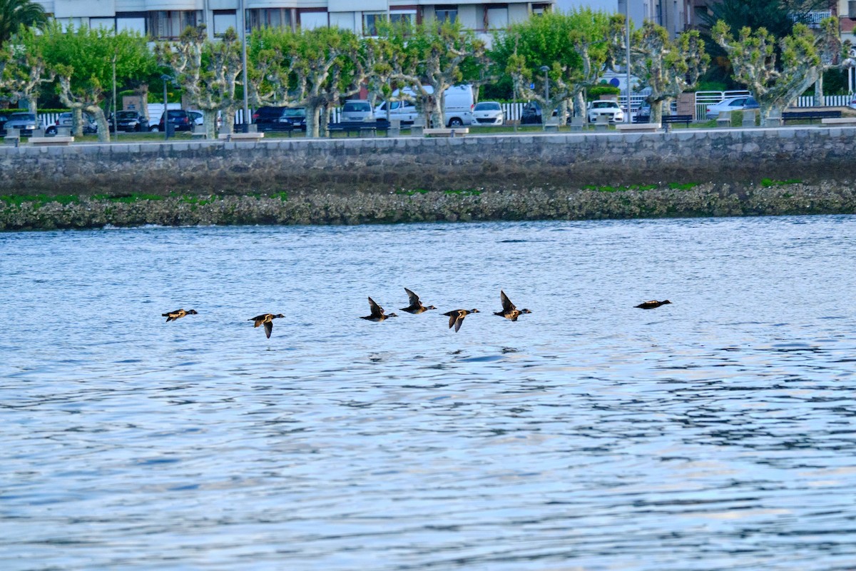 Common Scoter - ML617729448